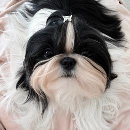 Blossom - Shih Tzu