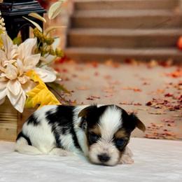 Ella 5200 - Black tan and white female Biewer Terrier puppy in Nicholls, Georgia from Southeast Biewers