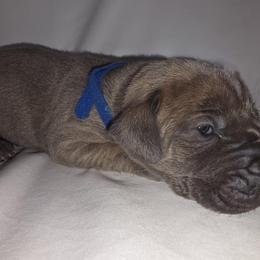 Will - Blue brindle male Great Dane puppy in Bay City, Michigan from Monarch Danes