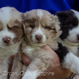 Australian Shepherd Puppies from Cedarville Aussies