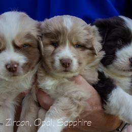 Australian Shepherd Puppies from Cedarville Aussies