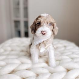 Golden Ring - 12 Days of Christmas - Merle male Goldendoodle puppy in Syracuse, Indiana from The Doodle Cove
