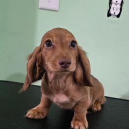 Tiffany - Chocolate female Dachshund puppy in Windom, Minnesota from Aster Creek Dachshunds & Australian Shepherds