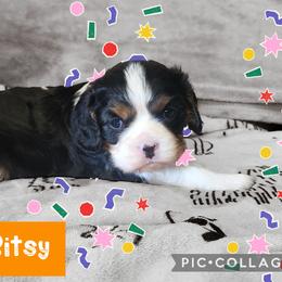 Bisty - Tri-color female Cavalier King Charles Spaniel puppy in Racine County, Wisconsin from Hough's Danes and Cavaliers