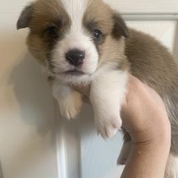 Earmuff - Red female Pembroke Welsh Corgi puppy in Cumming, Georgia from Carter’s Corgis LLC