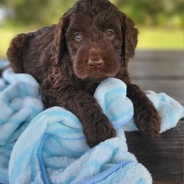 Aussiedoodle and Australian Mountain Doodle Puppies from Jagged Oaks Farm