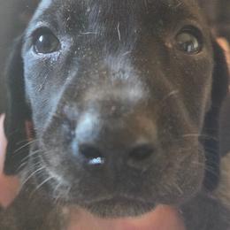 3rd pick female - Black and white female German Shorthaired Pointer puppy in Forest Lake, Minnesota from Northern Lights Goldens