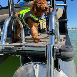 AKC Ruby - Red  female Poodle puppy in Cape Coral, Florida from Ruby the poodle