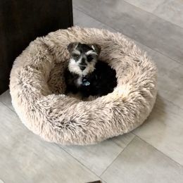 Miniature Schnauzer Puppies from Bear + Bean Schnauzer Farm