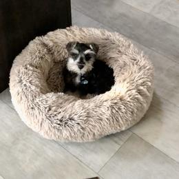 Miniature Schnauzer Puppies from Bear + Bean Schnauzer Farm