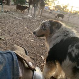 Australian Shepherd Puppies from Oro’z Farm Aussies