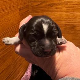 Mr Blue - Black tan and bluetick male Beagle puppy in Viper, Kentucky from Mountain Top