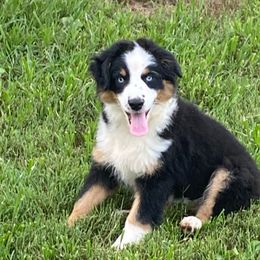 Girl4 - Black tri female Miniature Australian Shepherd puppy in Harmony, North Carolina from Carolina Pride Aussies