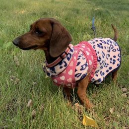 Dachshund Puppies from Yellowstone Dachshunds