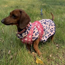 Dachshund Puppies from Yellowstone Dachshunds