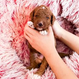 Mr Black - Red  male Goldendoodle puppy in Kissimmee, Florida from Poodle Doodle Kennels