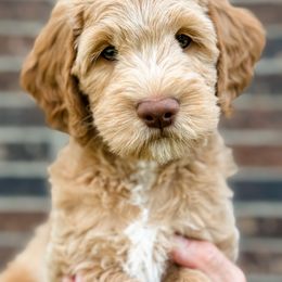 Goldendoodle Puppies from Gentry Doodles