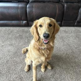 Cockapoo and Goldendoodle All Grown Up from Meghan McKay