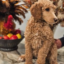 Girl 6 - Cream female Poodle puppy in Detroit, Michigan from Pretty Spoiled Spoos llc