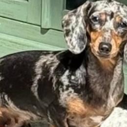 Indy - Dachshund