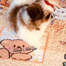 Must see VIDEO - Red and white female Shih Tzu puppy in Manteca, California from Beauty's Shih Tzu (California)