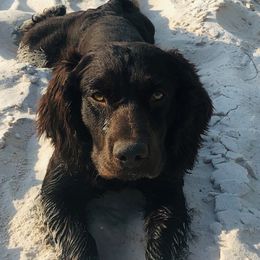 Reverend - Boykin Spaniel