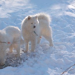 Whit - Samoyed