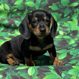 Eleanor - Black and tan female Dachshund puppy in Colbert, Oklahoma from Brooke Crenshaw