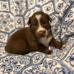 Hank - Red & white male Australian Shepherd puppy in Roff, Oklahoma from Circle J Aussies