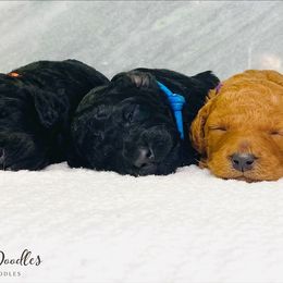 Goldendoodle and Poodle Puppies from Reddy Poodles & Doodles