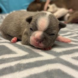 Girl 2 - Lilac female Boston Terrier puppy in Red Rock, Arizona from Cortes Boston Terriers