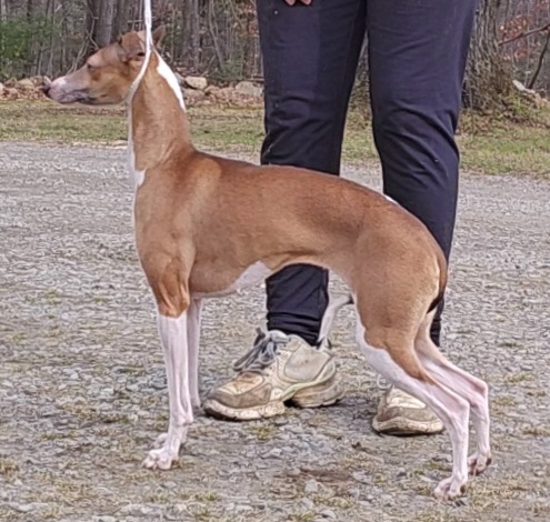 Squiggles - Italian Greyhound