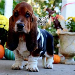 Spades - Black brown and white female Basset Hound puppy in Pollock, Missouri from Northstar