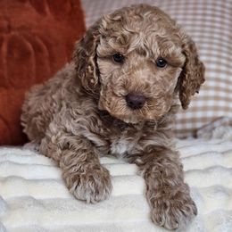 Cash - Apricot male Australian Labradoodle puppy in Connersville, Indiana from Dessie's Doodles