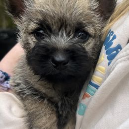 Paul - Cream male Cairn Terrier puppy in Pottersville, Missouri from Cairn Terriers of Heatherridge,LLC