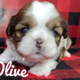 Zoey - Red and white female Shih Tzu puppy in Peoria, Arizona from Loyal Shih Tzu