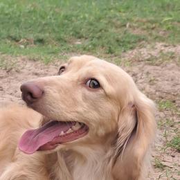 Jasper - Dachshund