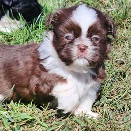 Chocolate female - Liver and white female Shih Tzu puppy in Newark, Ohio from Gemini Kennels