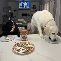 Golden Retriever All Grown Up from Vicki Wall's Golden Retrievers