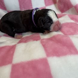 Girl 3 - female Boxer puppy in Perris, California from Ultra Paws Plus