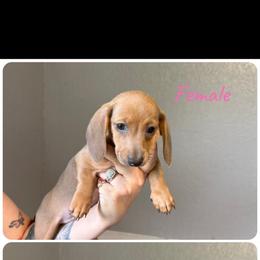 Female 3 - Red female Dachshund puppy in Charlotte County, Florida from Doxie Den