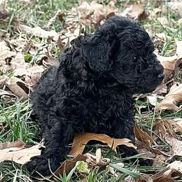 Ethelene - Silver female Poodle puppy in Cabool, Missouri from Rafter B Farms