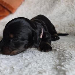 The Cheshire Cat- Alice in Wonderland Theme Litter. - Blue and tan female Dachshund puppy in Woodland, Washington from SJs Dachshunds