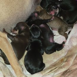 Chihuahua puppies from Sweet Chis