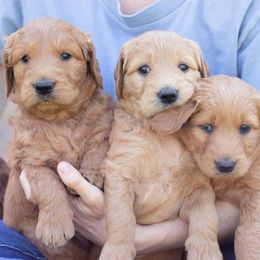 Goldendoodles from Twin Valley Goldendoodles