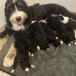 Bernedoodle Puppies from Russell Ranch Bernedoodles