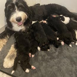 Bernedoodle Puppies from Russell Ranch Bernedoodles