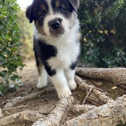 Australian Shepherd Puppies from Luna Lane Aussies