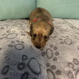 Red light girl - Sable female Dachshund puppy in Live Oak, Florida from The Weenie Herd Mom