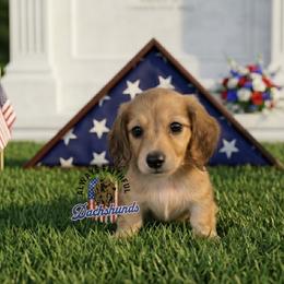AFDs Runa - Cream female Dachshund puppy in Waverly, Ohio from Always Faithful Dachshunds